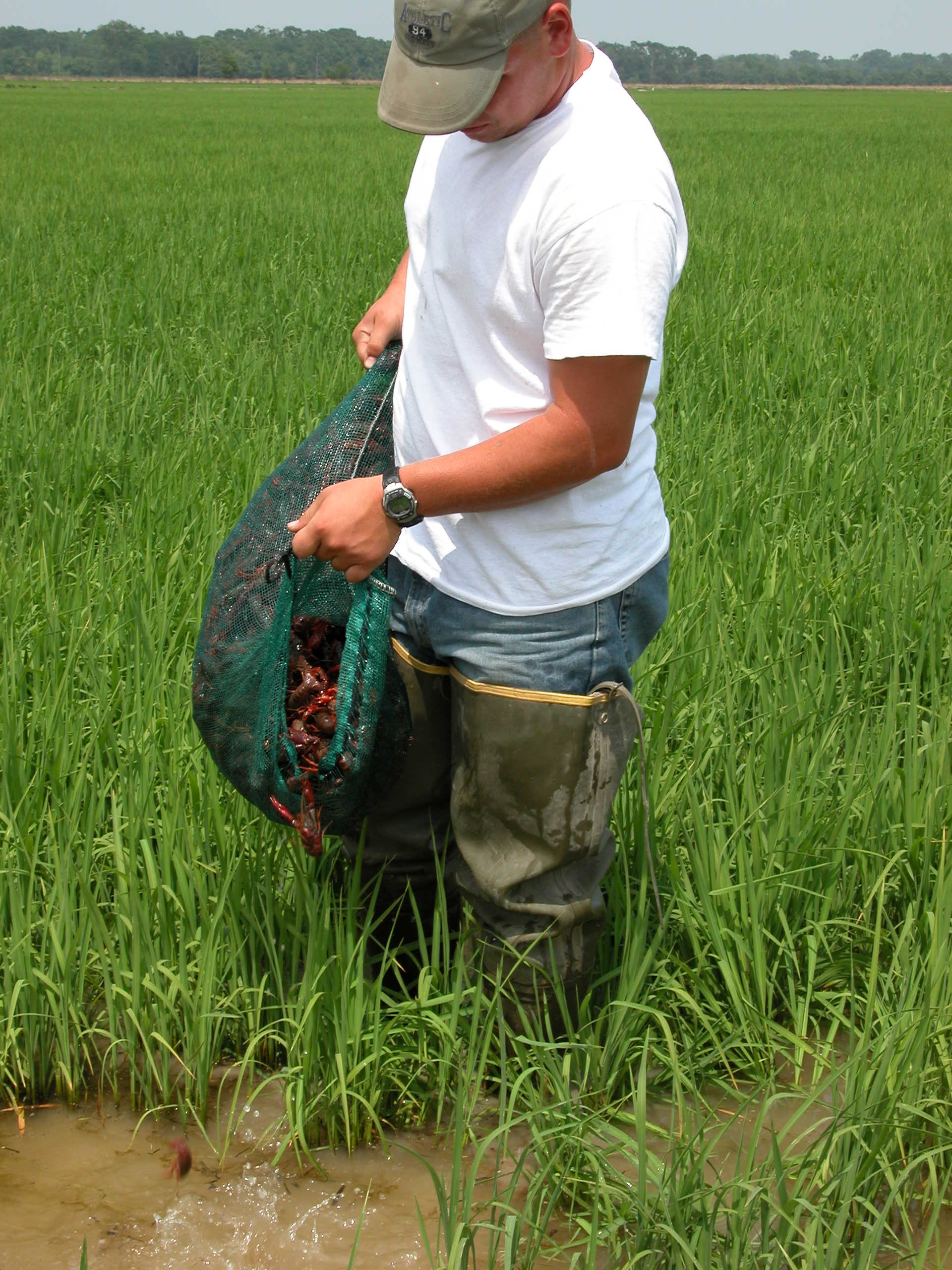 Climate Impacts on Crawfish Aquaculture — A Year-Round Concern